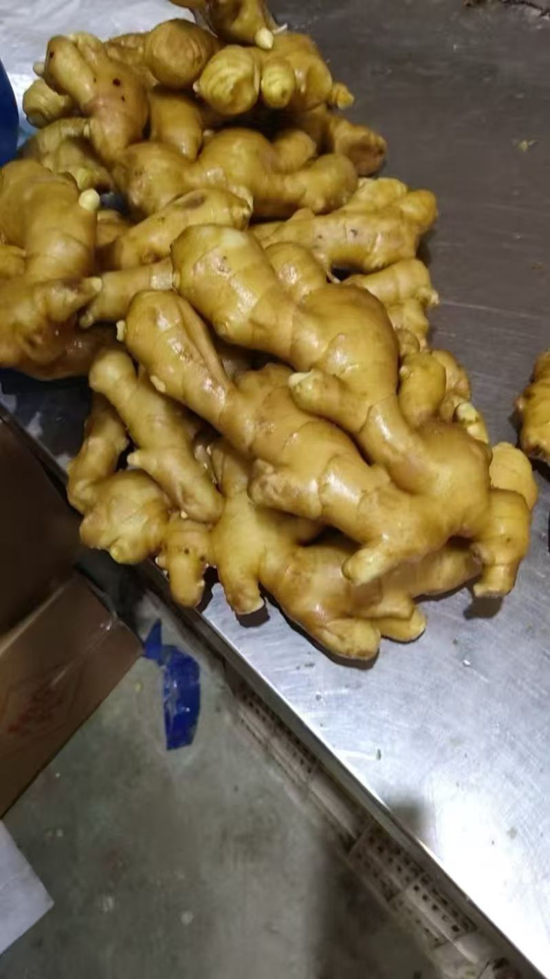 山东生姜小黄姜大黄姜品种齐全（辣味足块头大）发全国