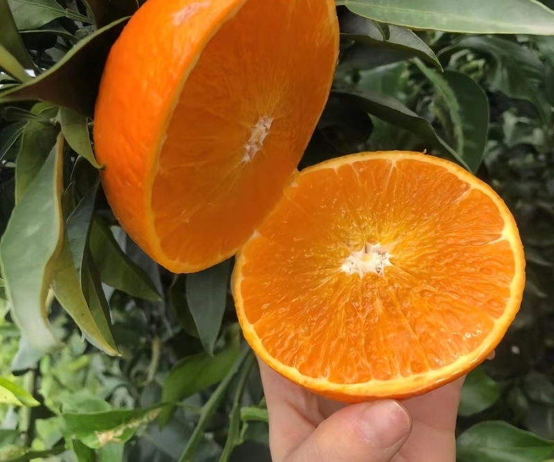 新鲜爱媛果冻橙