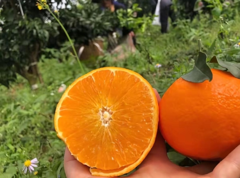 新鲜爱媛果冻橙