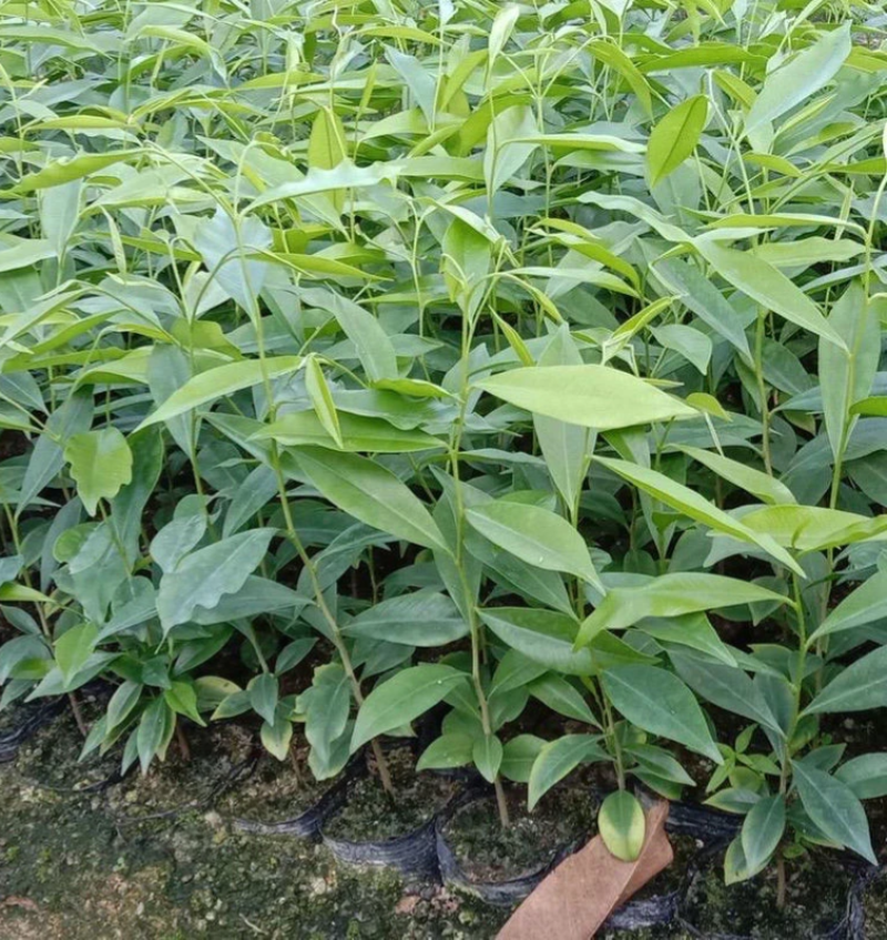 沉香树苗，沉香小布袋底苗成活率高货源充足保质基地批发。