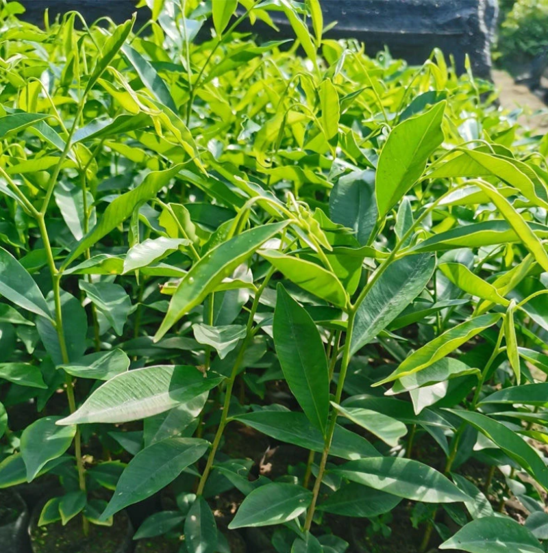 沉香树苗，沉香小布袋底苗成活率高货源充足保质基地批发。
