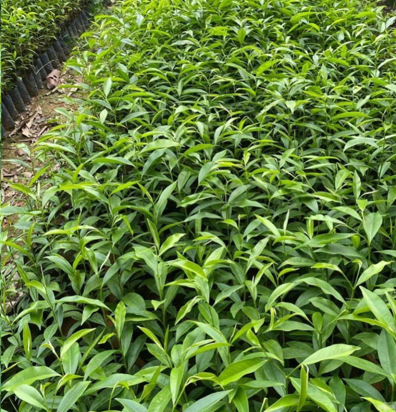 沉香树苗，沉香小布袋底苗成活率高货源充足保质基地批发。
