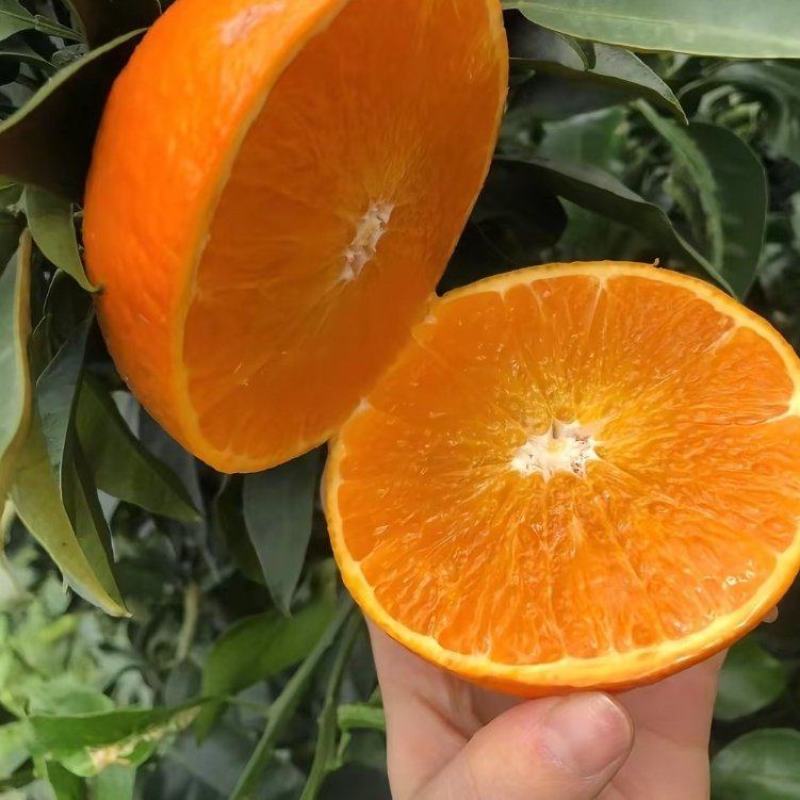 新鲜爱媛果冻橙