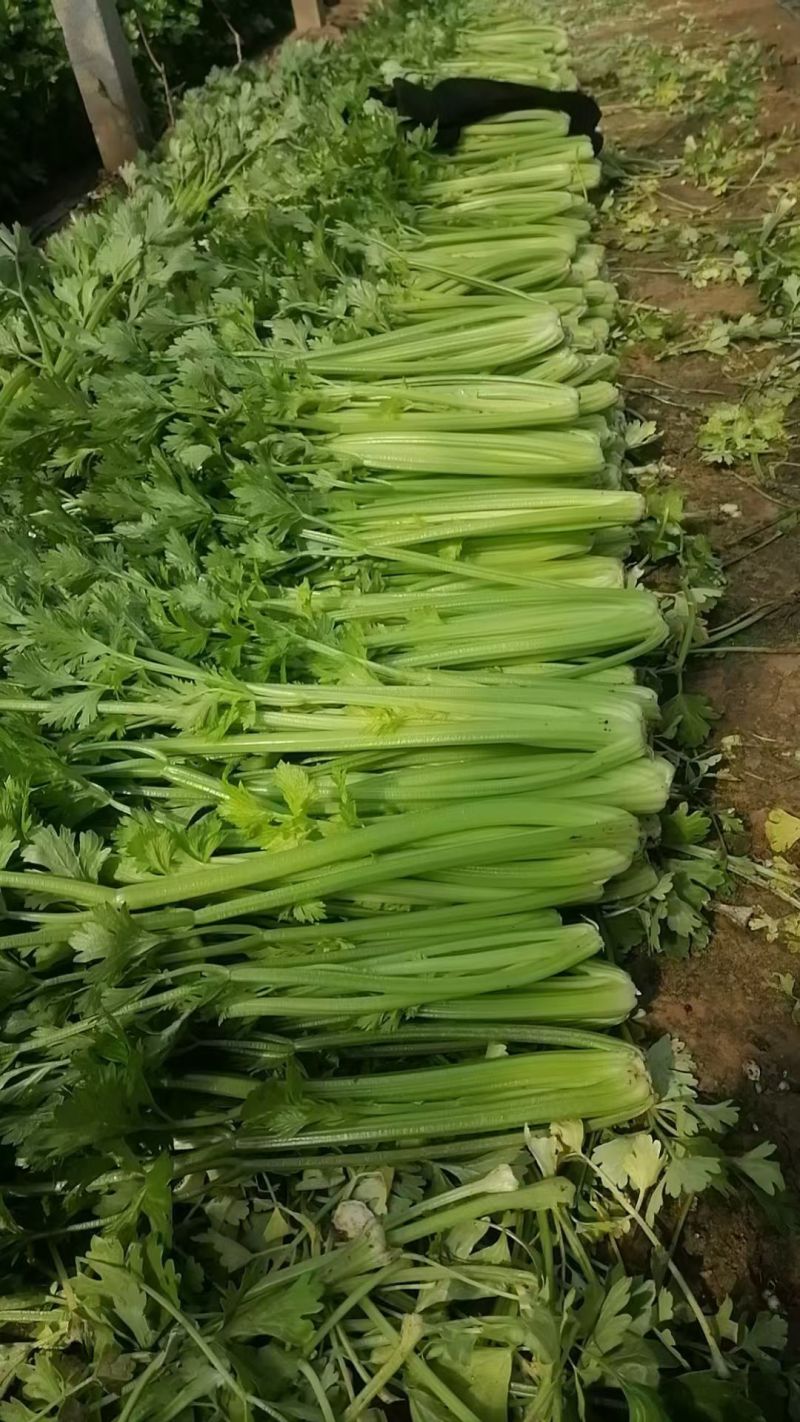 衡水饶阳冷棚精品芹菜，无空心，颜色黄亮杆！