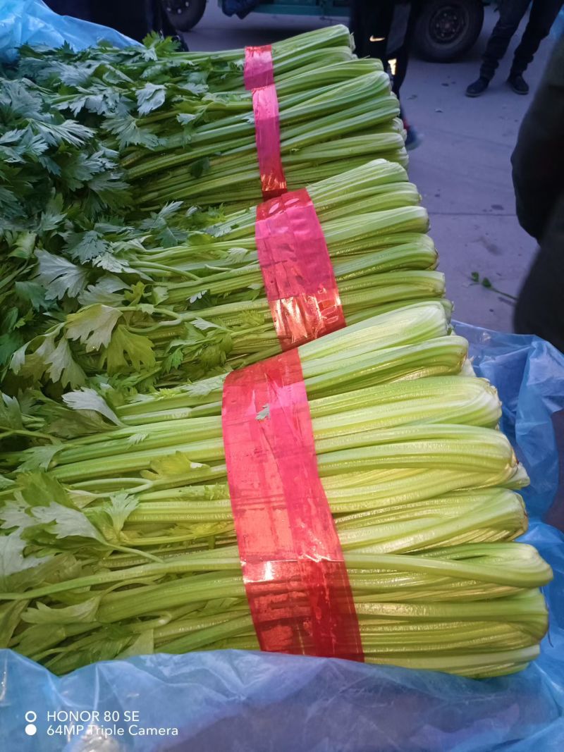 衡水饶阳冷棚精品芹菜，无空心，颜色黄亮杆！