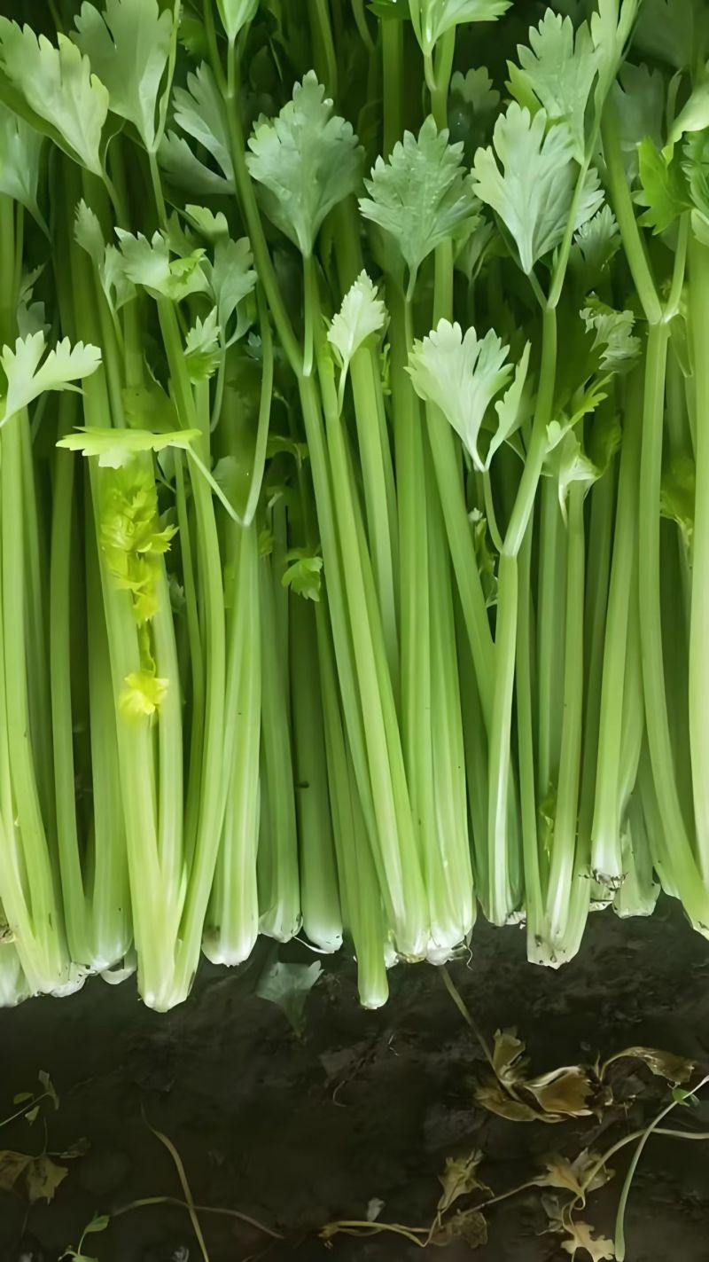 衡水饶阳冷棚精品芹菜，无空心，颜色黄亮杆！
