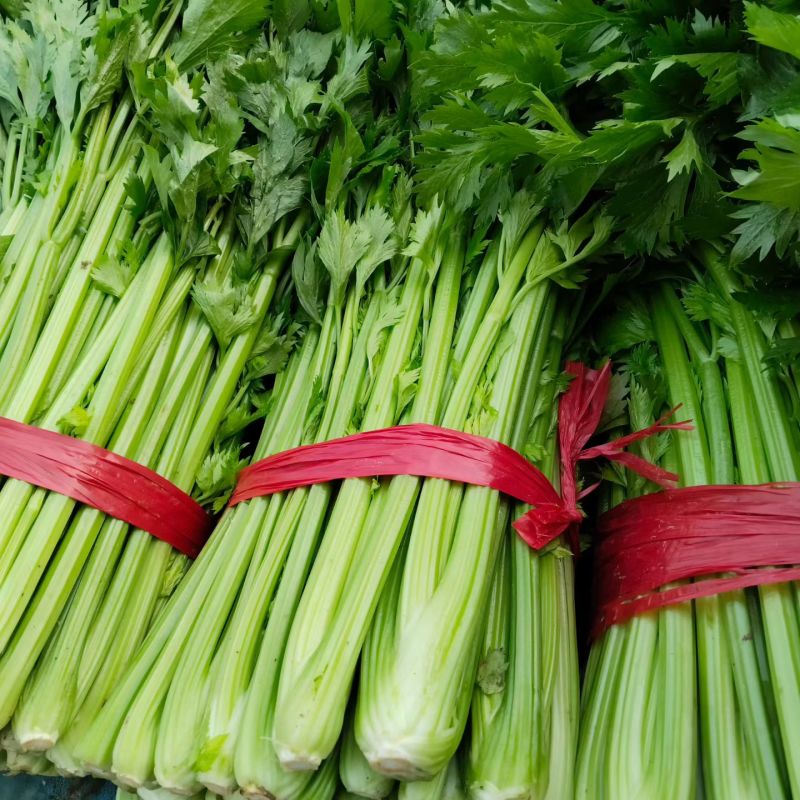 衡水饶阳冷棚精品芹菜，无空心，颜色黄亮杆！