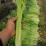 衡水饶阳冷棚精品芹菜，无空心，颜色黄亮杆！