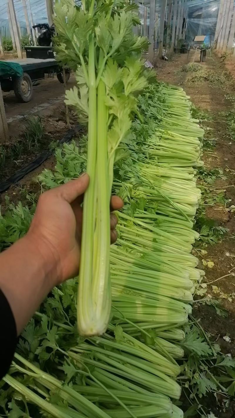 衡水饶阳冷棚精品芹菜，无空心，颜色黄亮杆！