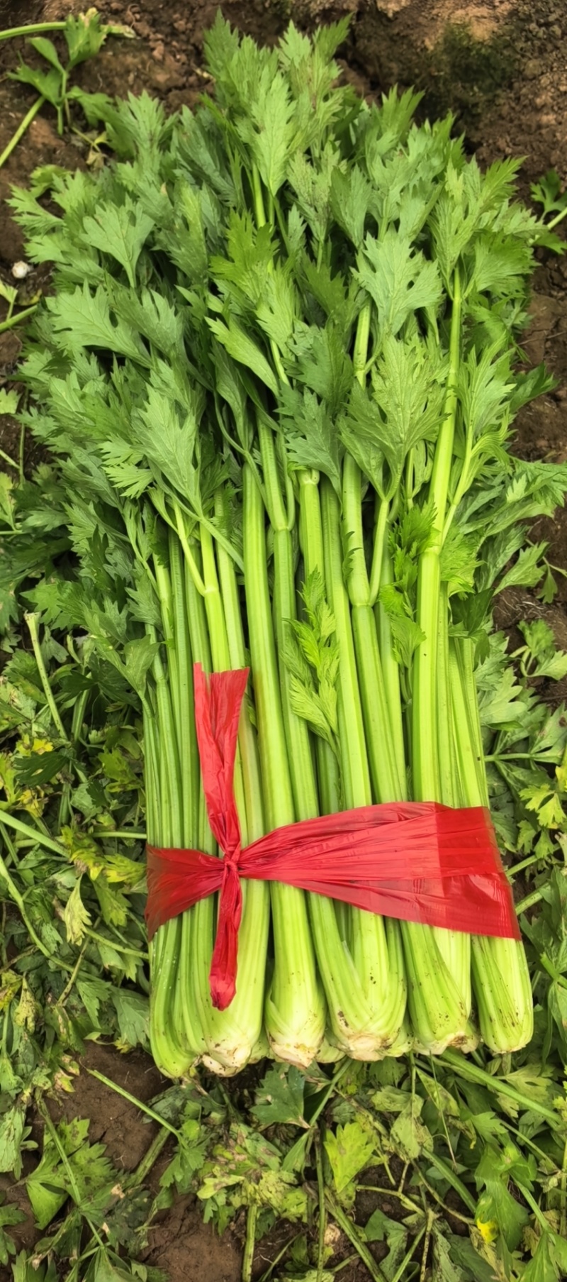 衡水饶阳冷棚精品芹菜，无空心，颜色黄亮杆！