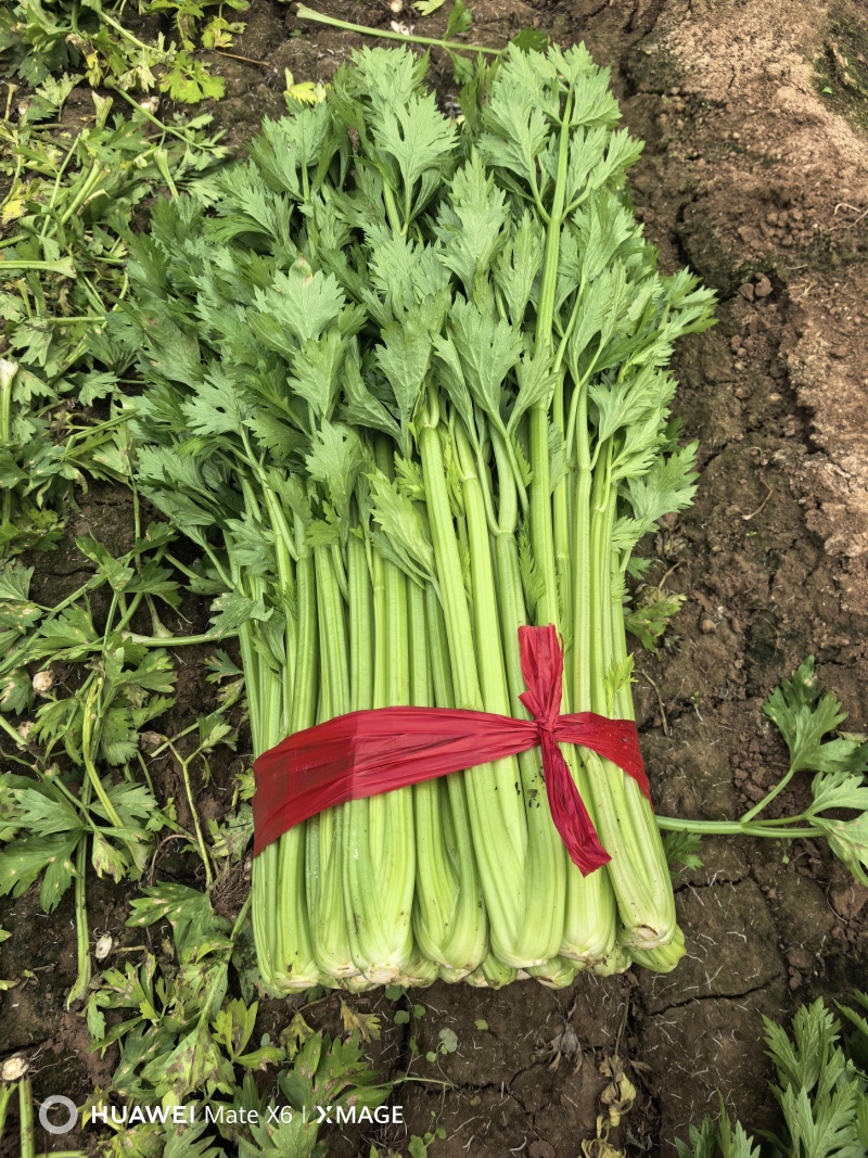 衡水饶阳冷棚精品芹菜，无空心，颜色黄亮杆！