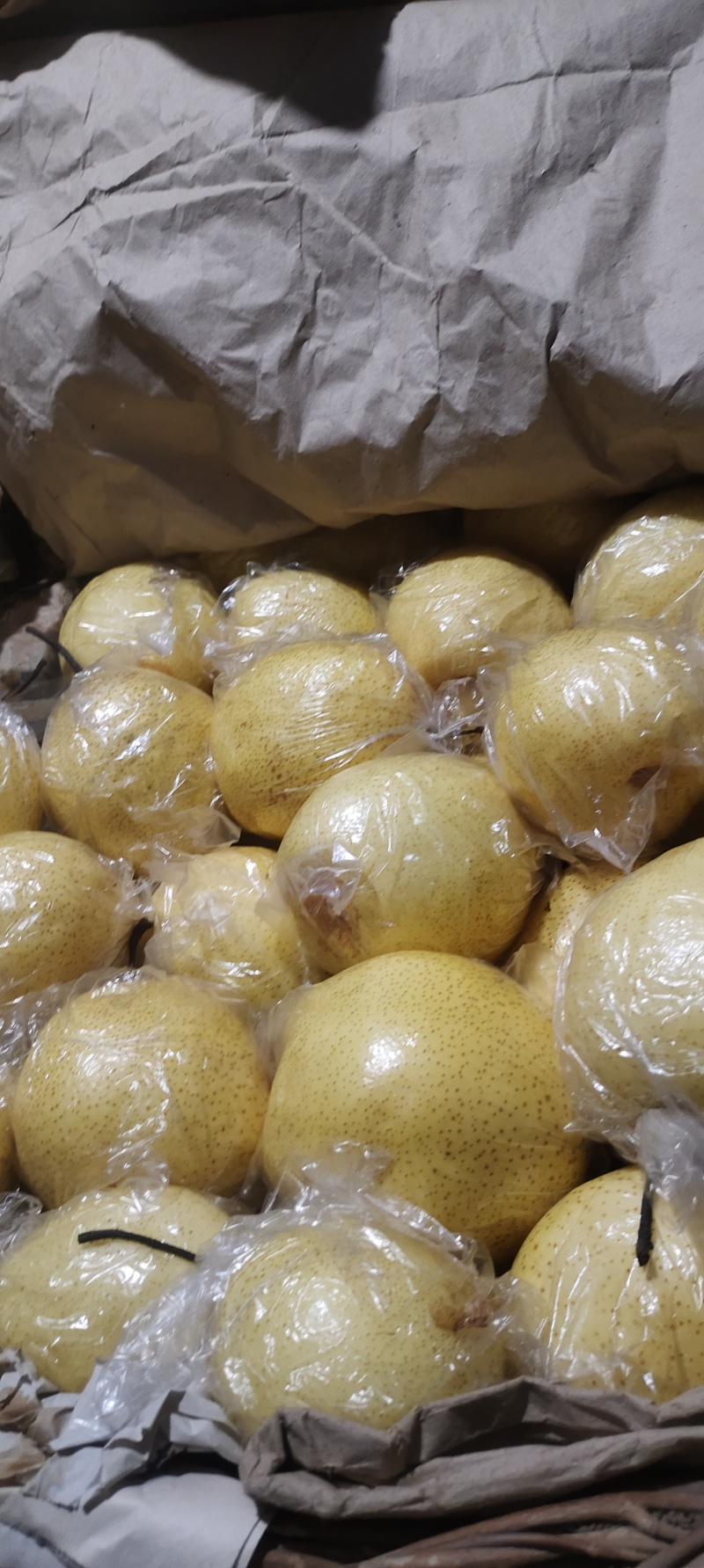 精品雪花梨大量上市品质保证基地直发欢迎老板来电咨询
