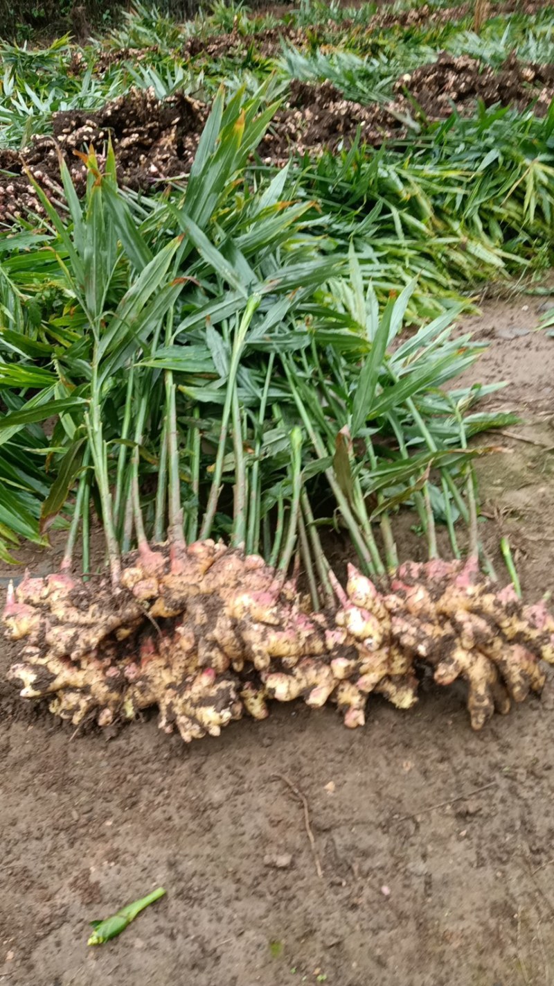 湖南二号生姜产地直发，大量供应，种植户一手货源