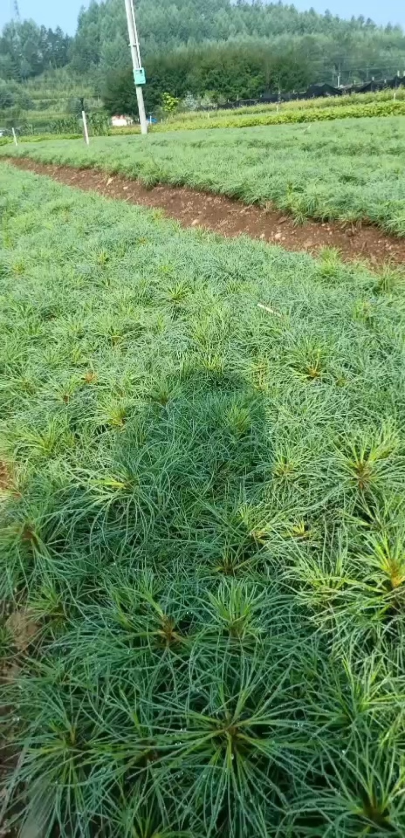 红松苗，红松杯苗，红松二年苗，四年苗，五年苗