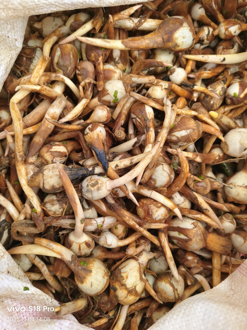 青皮茨菇-基地批发