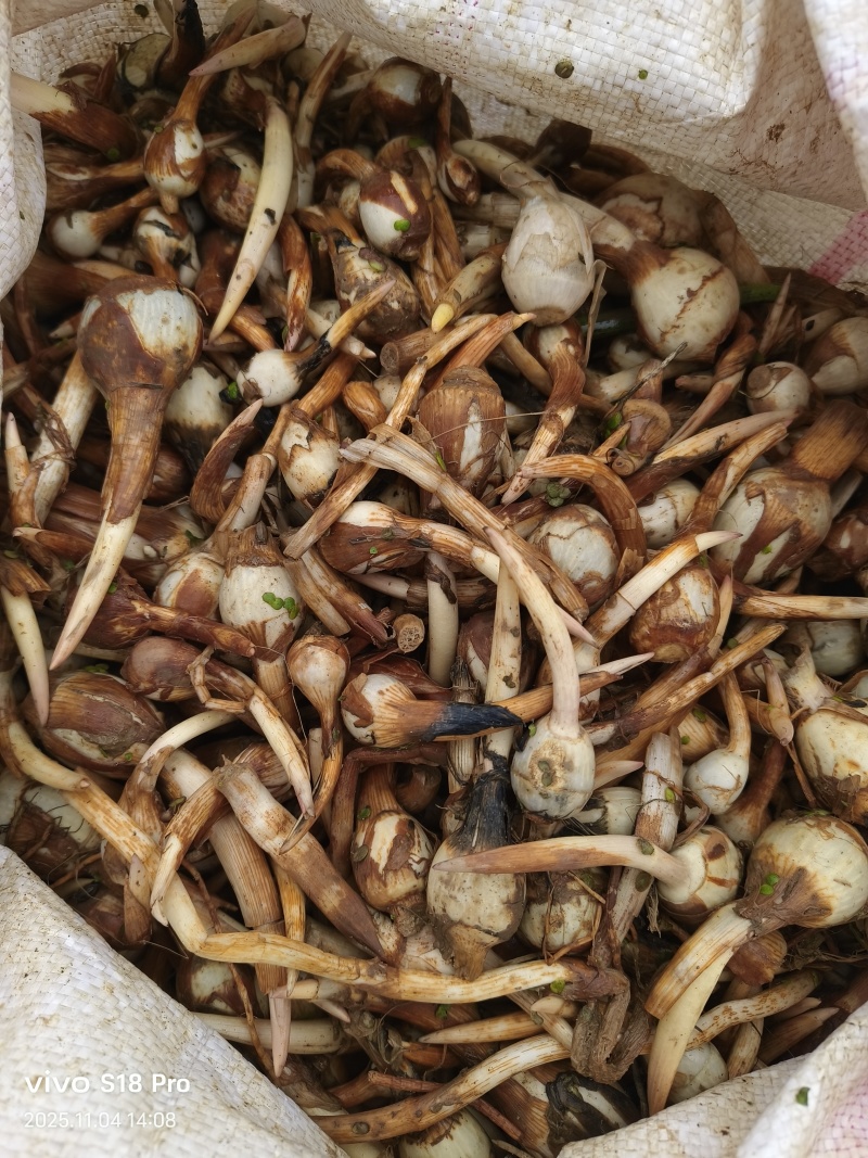 青皮茨菇-基地批发