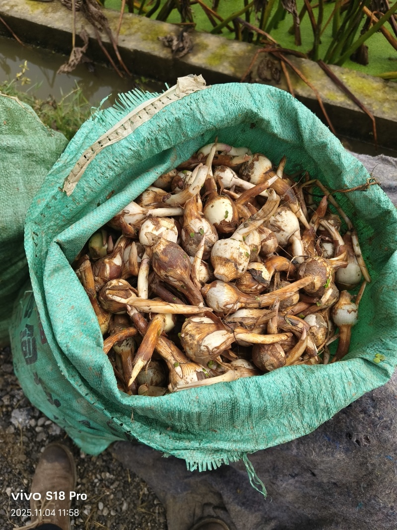 青皮茨菇-基地批发