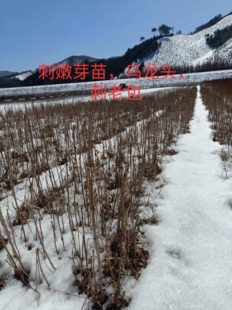 刺嫩芽苗，刺老包，刺老芽！
