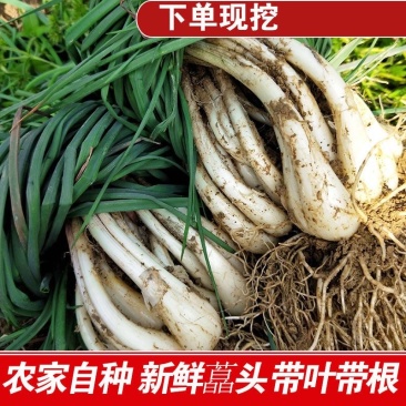 带叶保鲜荞头大量有货，欢迎大家咨询预订！