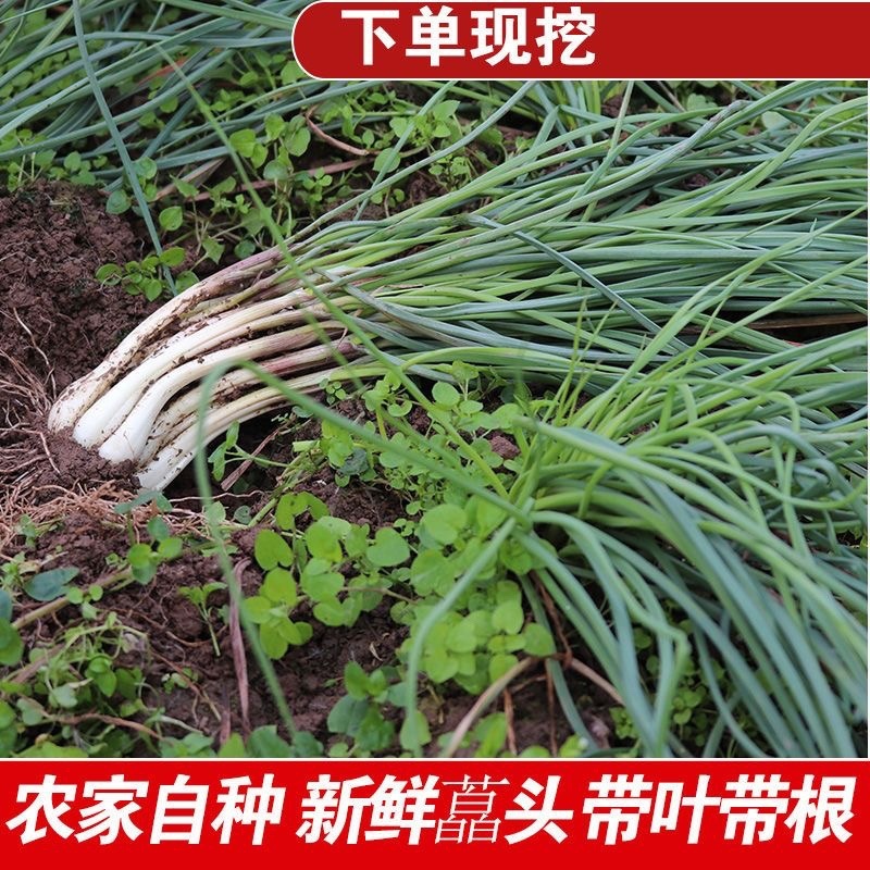 带叶保鲜荞头大量有货，欢迎大家咨询预订！