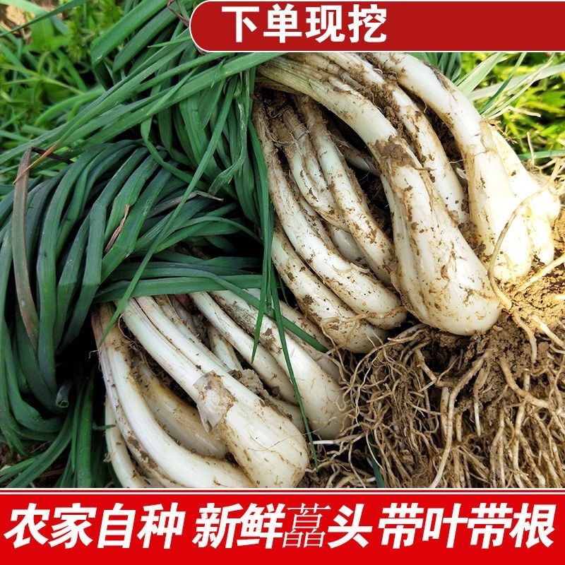 带叶保鲜荞头大量有货，欢迎大家咨询预订！