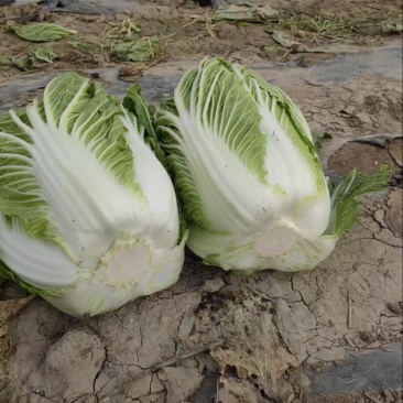 大白菜