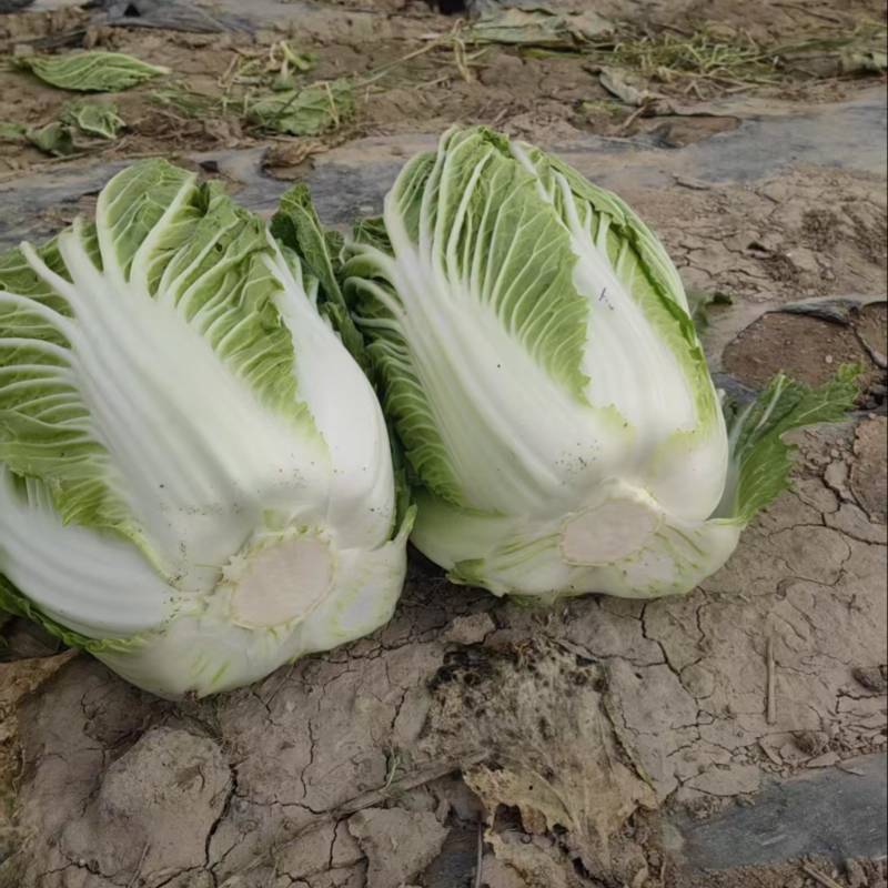 大白菜