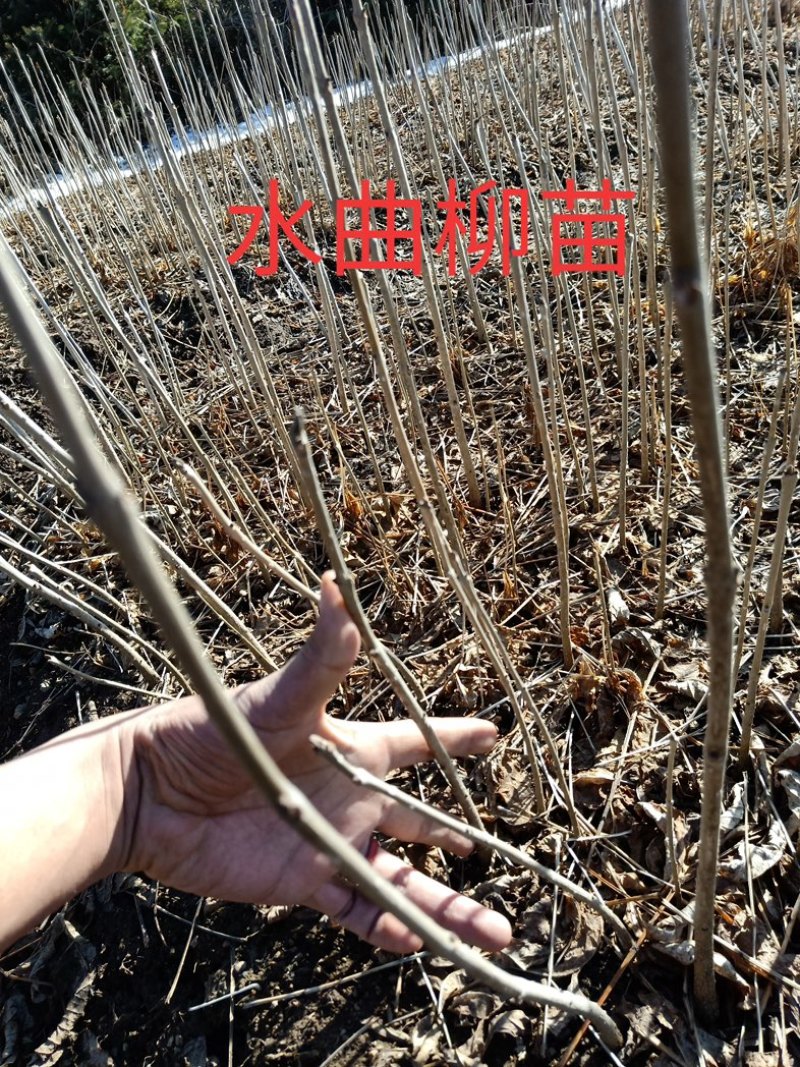 水曲苗大量有货，产地一手货源，欢迎新老客户前来合作