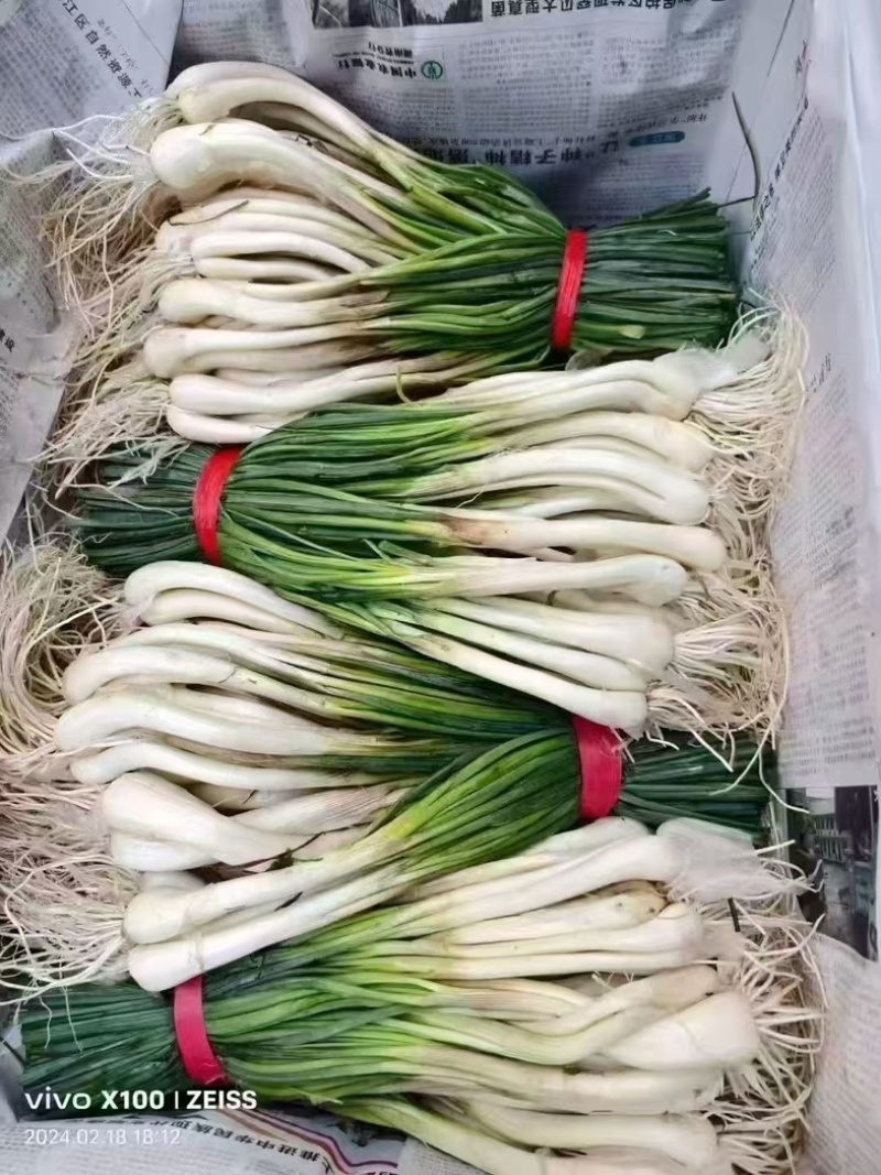 带叶保鲜荞头大量有货，欢迎大家咨询预订！