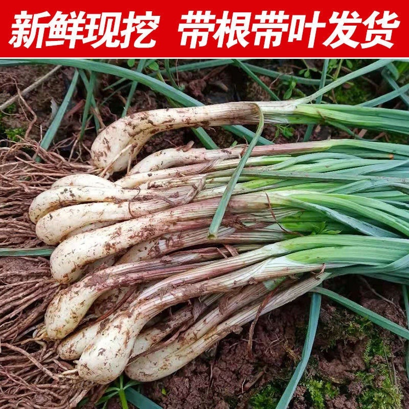 带叶荞头大量有货，量大从优，有需要的联系我！