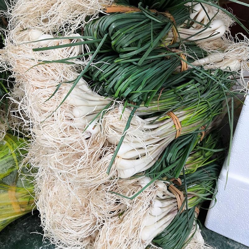 带叶荞头大量有货，量大从优，有需要的联系我！