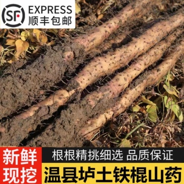 温县纯垆土地山药