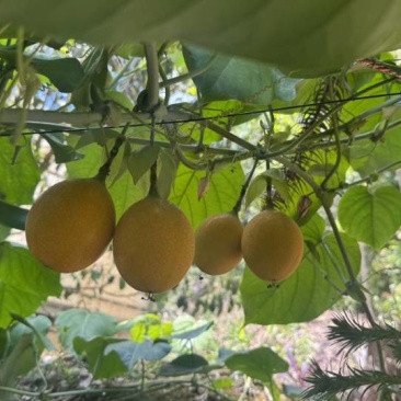 想要热情果的老板，可以打定金过来咯