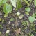 山桐子