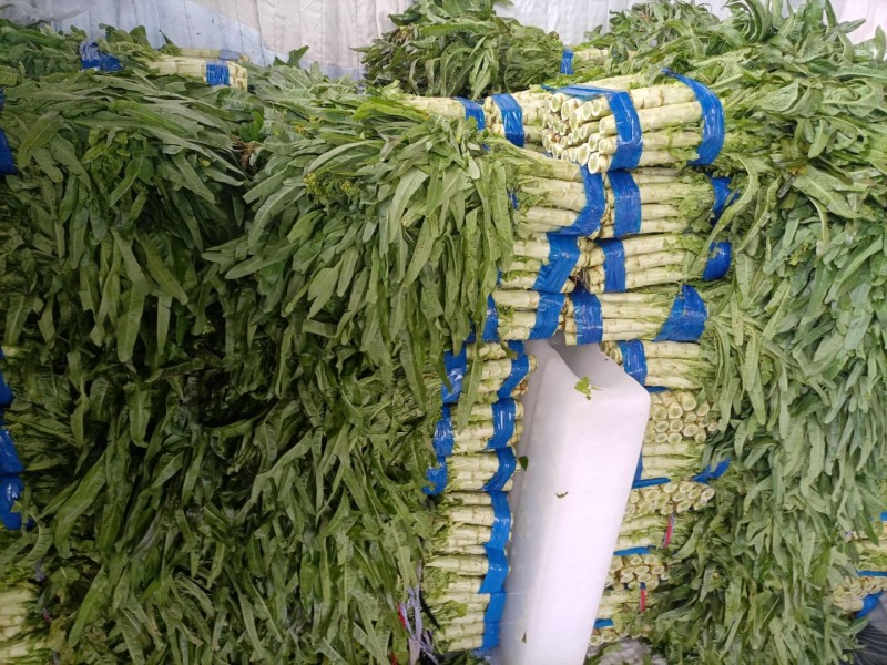 莴苣安徽红叶莴苣三青皮莴苣红尖叶莴苣无花无空心