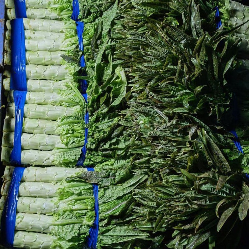 莴苣安徽红叶莴苣三青皮莴苣红尖叶莴苣无花无空心