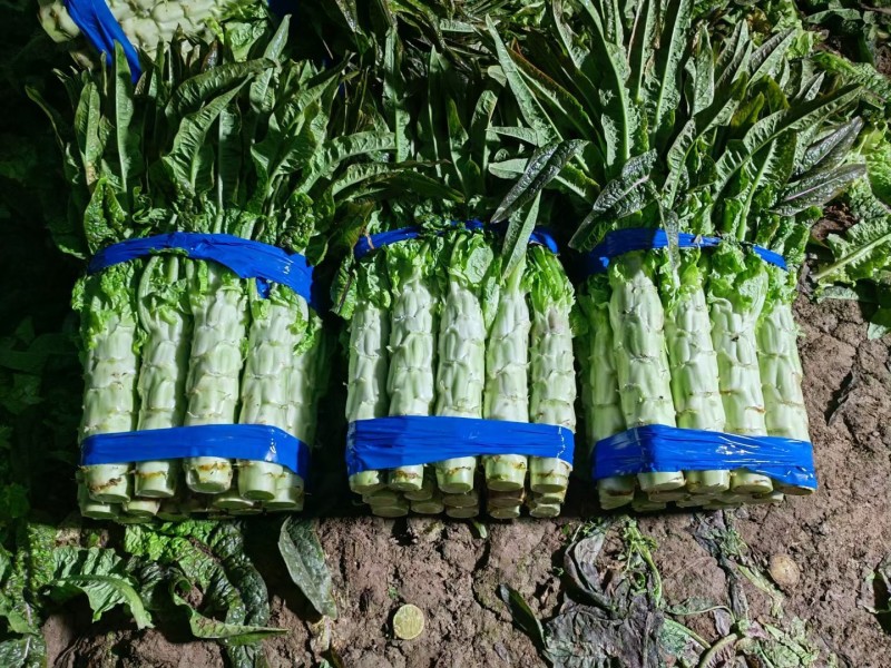 莴苣安徽红叶莴苣三青皮莴苣红尖叶莴苣无花无空心