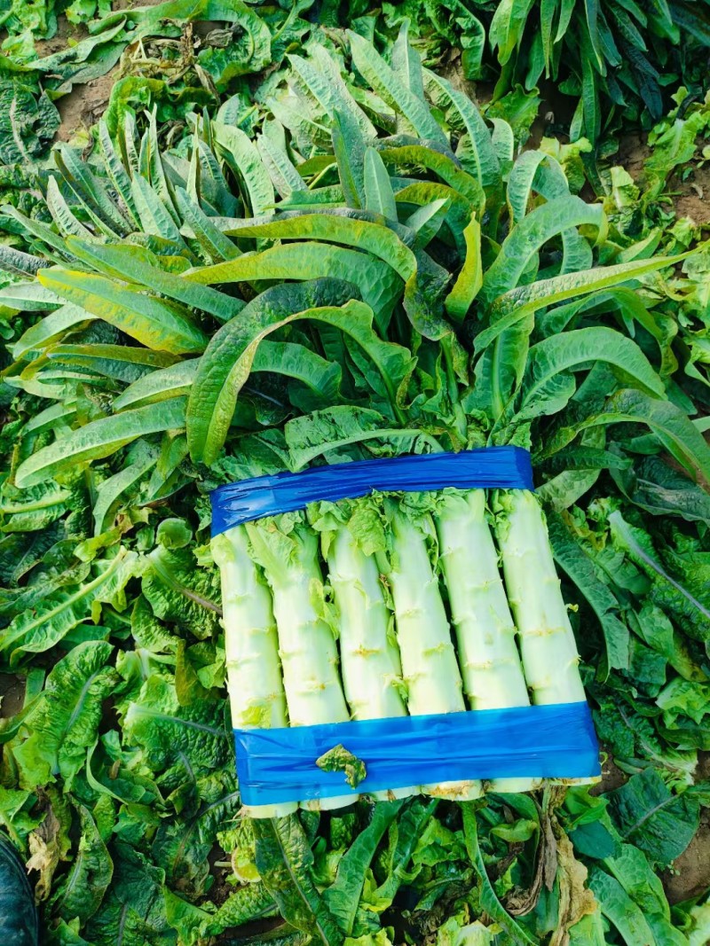 莴苣安徽红叶莴苣三青皮莴苣红尖叶莴苣无花无空心