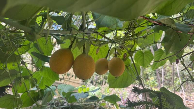 想要热情果的老板，可以打定金过来咯