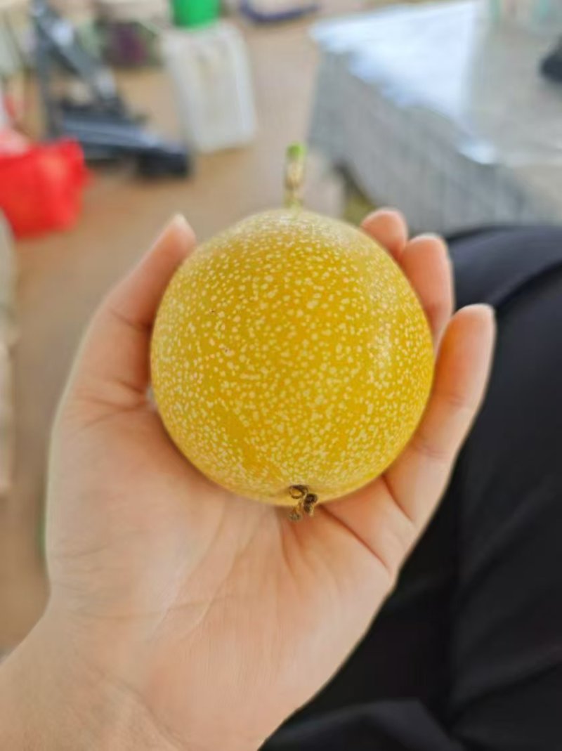 想要热情果的老板，可以打定金过来咯