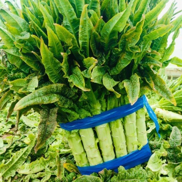莴苣安徽红叶莴苣三青皮莴苣红尖叶莴苣无花无空心