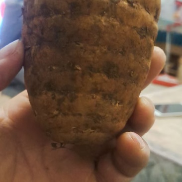 天麻鲜货
