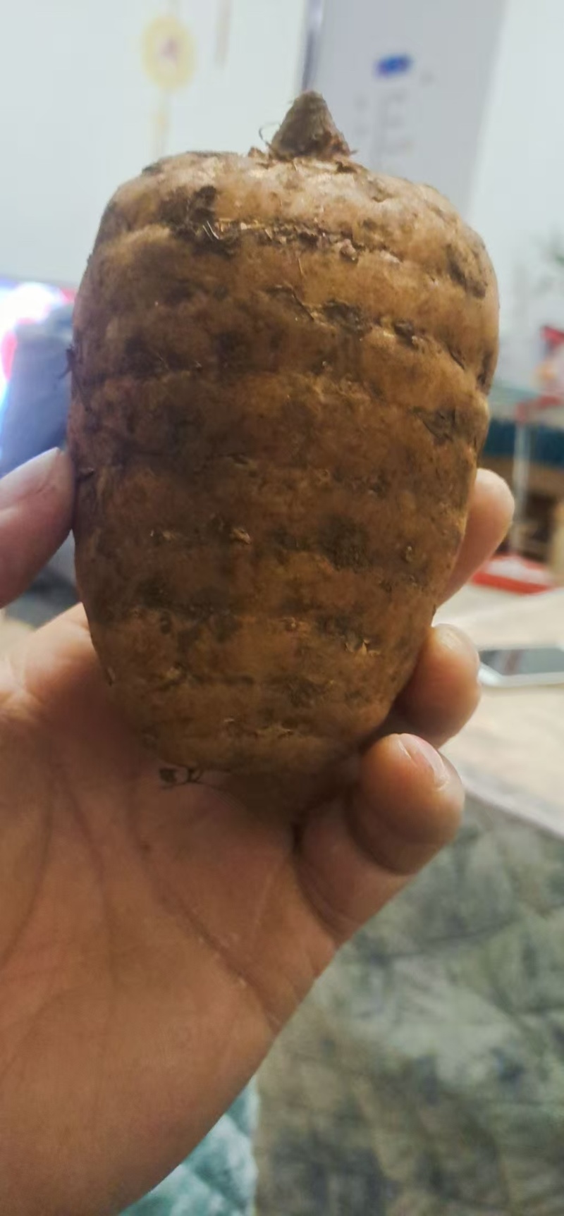 天麻鲜货