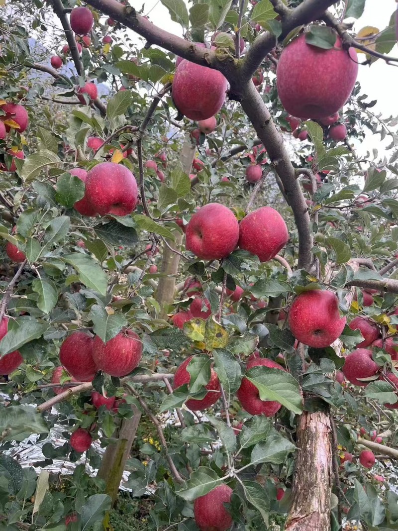 高山糖心苹果大量上市中，冰糖心大量园子货
