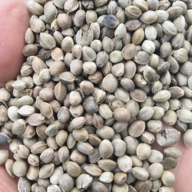 麻籽