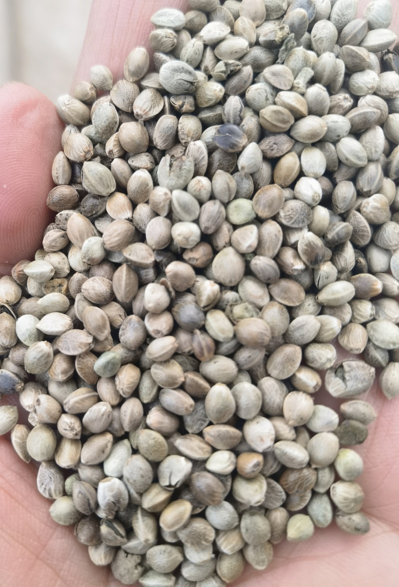 麻籽
