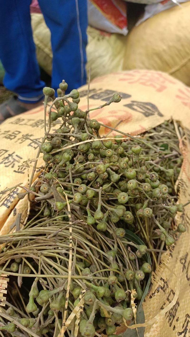 桂花籽