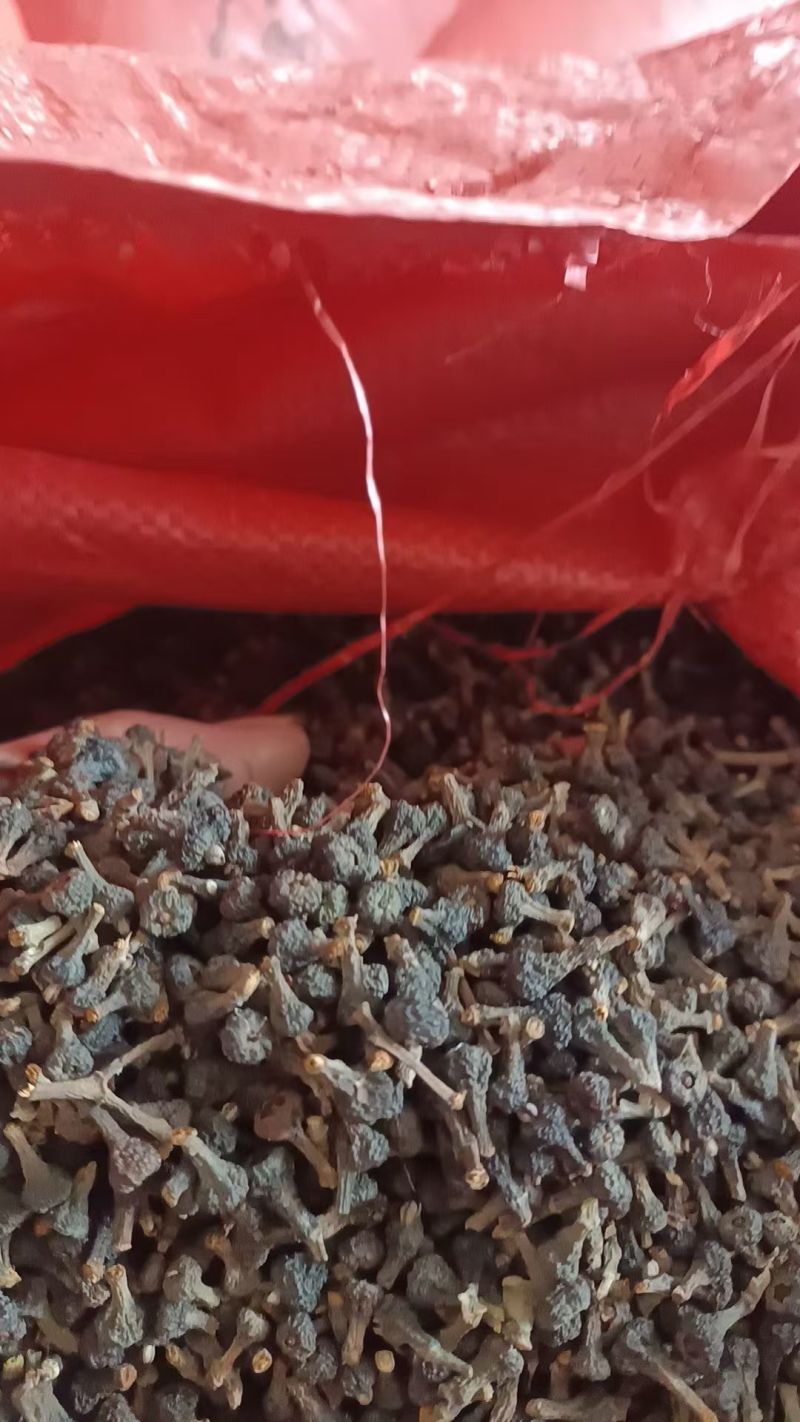 桂花籽