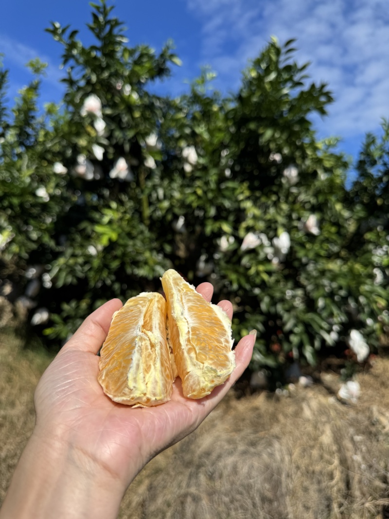 木瓜密丁橙