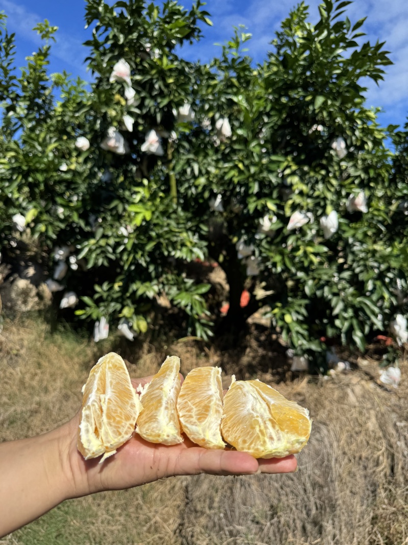 木瓜密丁橙
